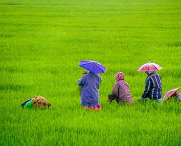 Alleppey Tours and Travels