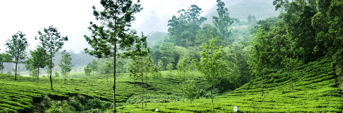 Alleppey Tours and Travels